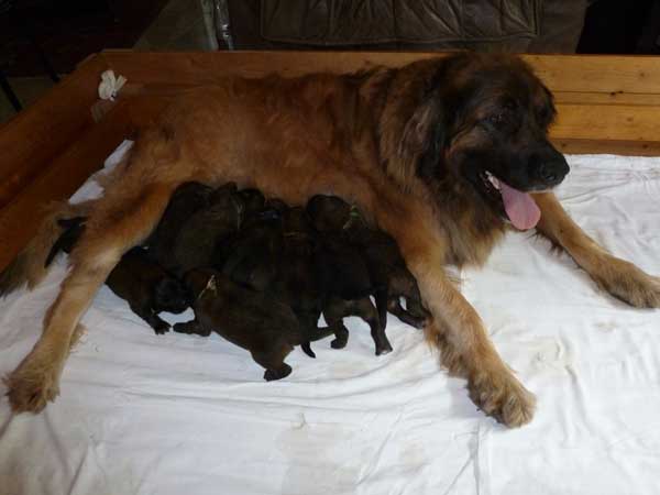 Welpen am 15.07.2012